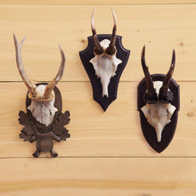 Load image into Gallery viewer, Two's Company The Hunt Club Set of 3 Antler Trophy Reproductions