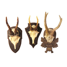 Load image into Gallery viewer, Two's Company The Hunt Club Set of 3 Antler Trophy Reproductions